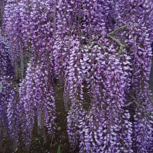 Wiszące Pęczki Fioletowej Wisterii Wiosna — Zdjęcie stockowe