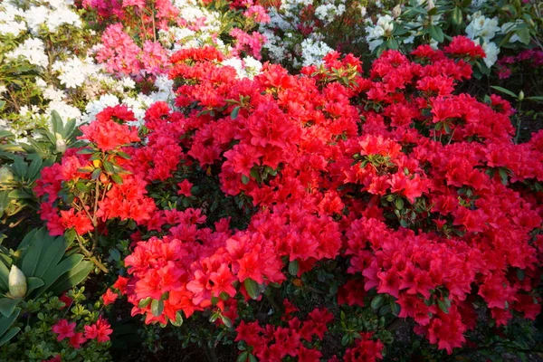 Ein Strauch Roter Und Weißer Azaleen Blüht Frühlingszeit — Stockfoto