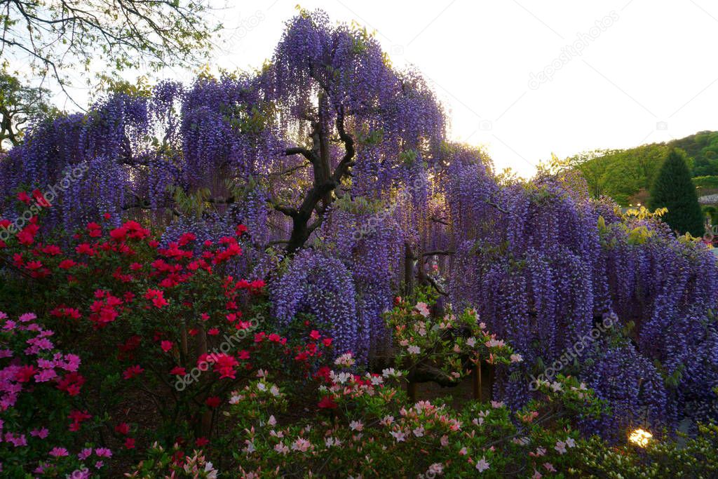 Hanging bunches of purple Wisteria and pink, red azalea bush. Spring time