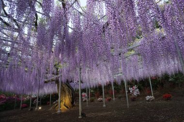 Sallanan mor salkım salkım ağacı. Japonya 'da bahar geldi, Ashikaga şehri.