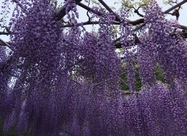 Sallanan mor salkım salkım ağacı. Japonya 'da bahar geldi, Ashikaga.