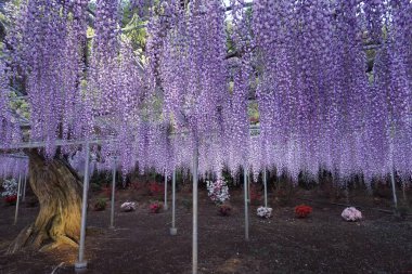 Sallanan mor salkım salkım ağacı. Japonya 'da bahar geldi, Ashikaga şehri.