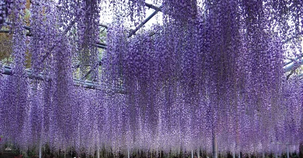 Colgando Racimos Árbol Púrpura Wisteria Primavera Japón Ashikaga — Foto de Stock