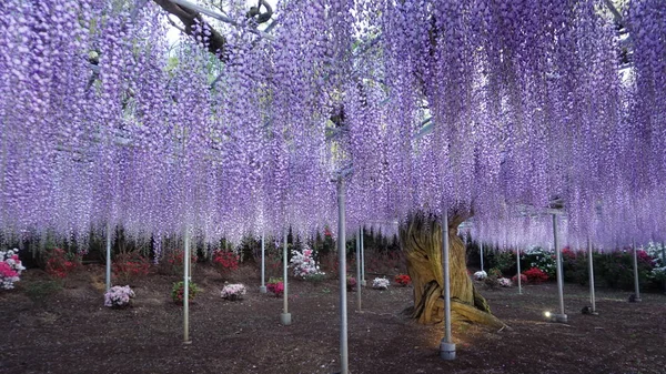 Κρεμαστά Τσαμπιά Από Μωβ Δέντρο Γουιστέρια Άνοιξη Της Ιαπωνίας — Φωτογραφία Αρχείου
