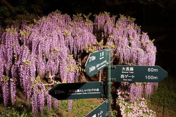 Ashikaga Japón Abril 2019 Ashikaga Flower Park Montones Colgantes Wisteria — Foto de Stock