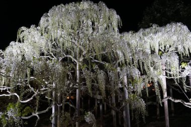 Asılan beyaz salkım ağaçları, akşam aydınlatması. Japonya 'da bahar zamanı