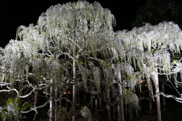 Hanging bunches of white Wisteria tree, evening illumination. Spring time in Japan