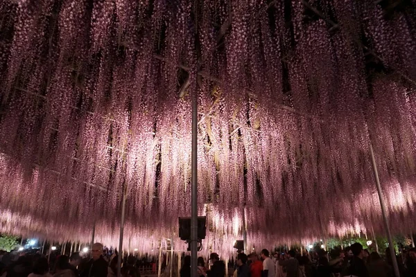 Ashikaga Japón Abril 2019 Ashikaga Flower Park Manojos Colgantes Púrpura — Foto de Stock
