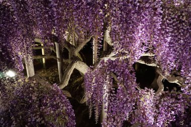 Ashikaga Çiçek Parkı. Sarkık mor salkım salkım ağaçları