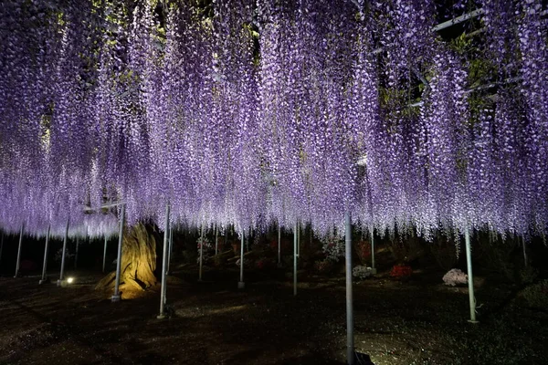 Ashikaga Flower Park Montones Colgantes Árbol Wisteria Iluminación Nocturna — Foto de Stock