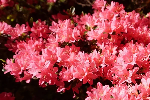 Ein Strauch Aus Zartrosa Azaleen Blüht Frühlingszeit — Stockfoto