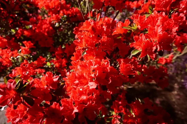 Buschrote Rosa Azaleen Blühen Frühlingszeit — Stockfoto