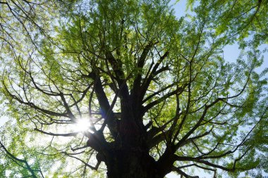 Ginkgo biloba ağaç dalları boyunca güneş ışığı. Ginkgo ağacı güneş ışığı altında