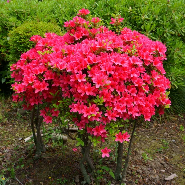 Bush Röda Azalea Blommar Vårtid — Stockfoto