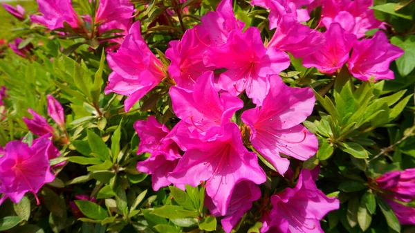 Цвіте Кущ Азалії Весняний Час Квітка Пінопласту Перші Весняні Рожеві — стокове фото