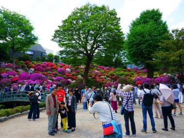 Tokyo / Japonya Mayıs 04, 2019: Nezu tapınağında Azalea festivali (tsutsuji matsuri)