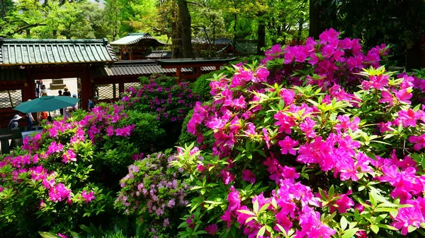 Tokio Japón Mayo 2019 Santuario Nezu Santuario Sintoísta Ubicado Sala — Foto de Stock