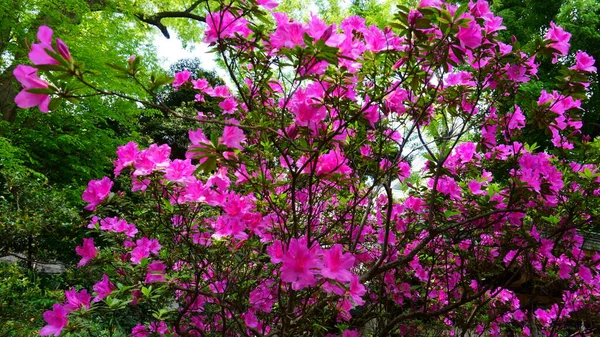 Busch Aus Leuchtend Rosa Azalee Azaleen Blühen Frühling Mai Und — Stockfoto