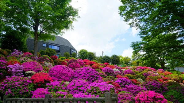 Tokyo Japan May 2019 Azalea Festival Tsutsuji Matsuri Nezu Shinto — Stock Photo, Image