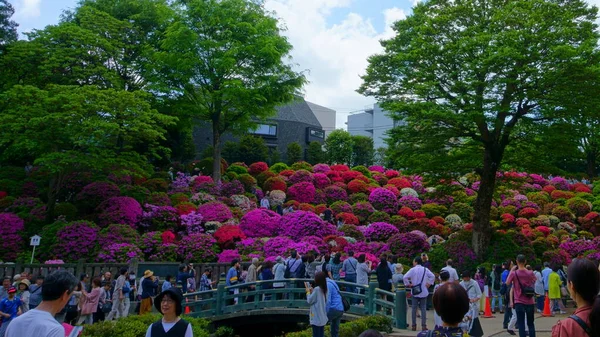 Tokio Japón Mayo 2019 Festival Azalea Tsutsuji Matsuri Santuario Sintoísta — Foto de Stock