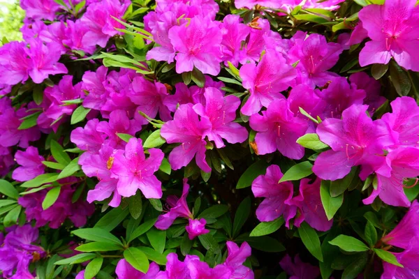 Die Purple Formosa Azalee Ist Eine Größere Immergrüne Azalee Bush — Stockfoto