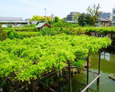 Kameido Tenjin Tapınağı, Tokyo 'da dinlenme bahçeleri