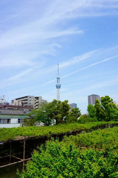 亀戸天神のゆったりとした庭園 神社の裏側にある東京スカイツリータワーは 洗練された現代的な要素をシーンに追加します — ストック写真