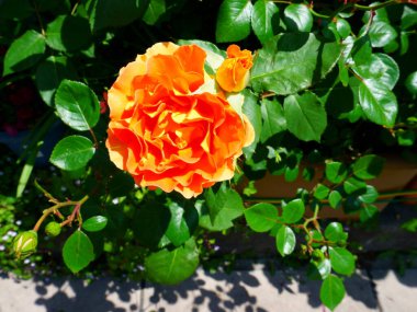 Sarı turuncu gül tamamen çiçek açmış. Büyük çiçekli ve çift yapraklı gül melezi.