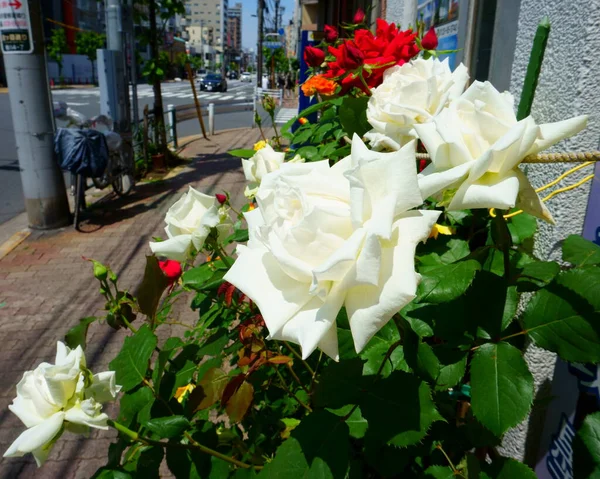 Tokyo Japan Stadsblommor Vita Och Röda Rosor Gatorna Tokyo — Stockfoto