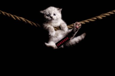 Siyah arka planda şirin beyaz bir kedi yavrusu. Takılıyorum.