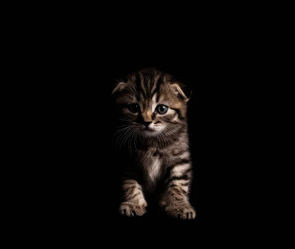 Küçük sevimli gri kedi yavrusu siyah arka planda izole edilmiş.. — Stok fotoğraf