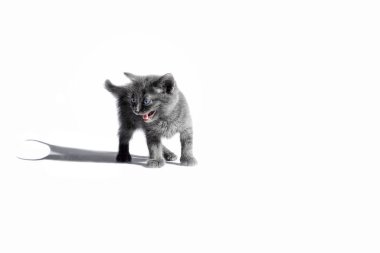 Beyaz arka planda ağzı açık küçük gri bir kedi yavrusu.