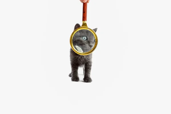 Little Gray Kitten White Background Magnifying Glass — Stock Photo, Image