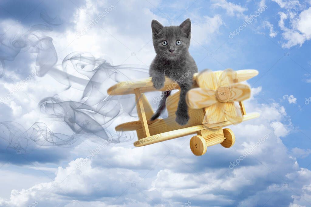 a small kitten on the wing of an airplane flies in the clouds