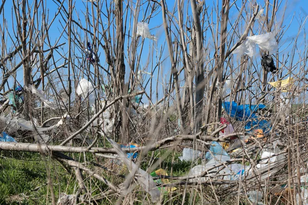 environmental pollution. trash in the trees. bad attitude to nature. garbage. ecology concept.