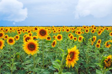 Ayçiçeği doğal arka plan. Çiçek açan ayçiçeği. Ayçiçeğinin yakın çekimi