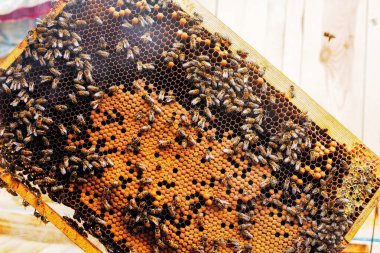 Sütun bir çerçeve üzerinde çalışan arı. doğal altın bal ile çerçeve.