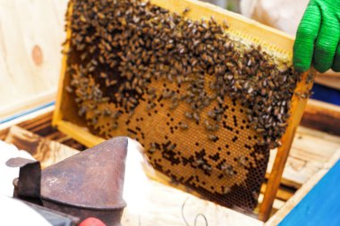 arıcı tatlım denetler. Sütun bir çerçeve üzerinde çalışan arı. doğal altın bal ile çerçeve.