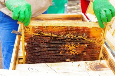 arıcı tatlım denetler. Sütun bir çerçeve üzerinde çalışan arı. doğal altın bal ile çerçeve.