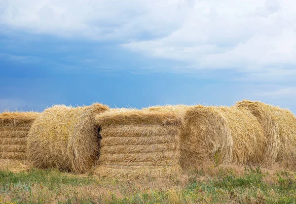 Haystack harvest spring field landscape. Haystack agriculture field landscape. Agriculture field haystacks. rural yellow field