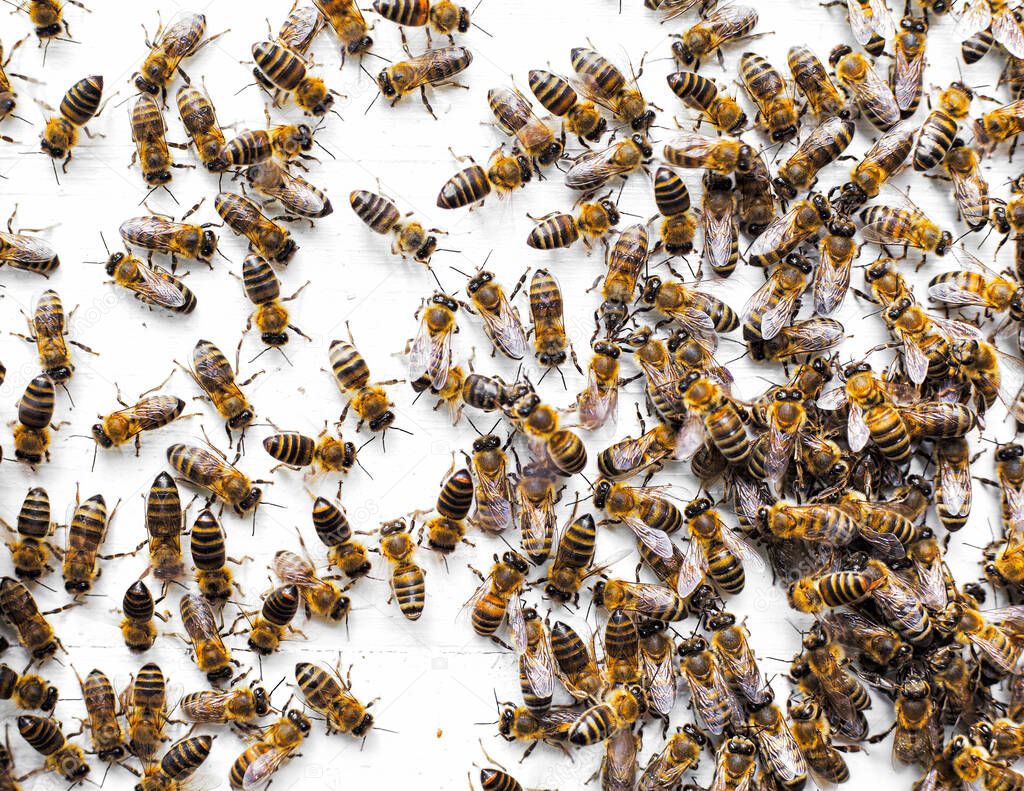 a family of bees swarming at their house. on the white background