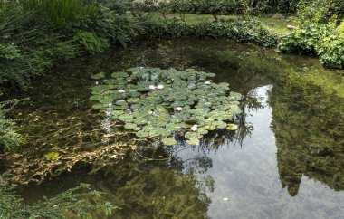 Nilüferli küçük bir gölet..