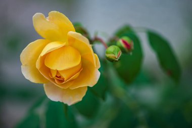 Sarı gül ve bud