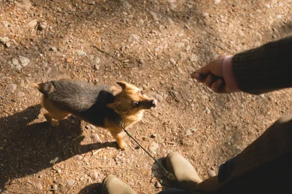 Hombre Maduro Con Perro Mascota Bosque — Foto de Stock