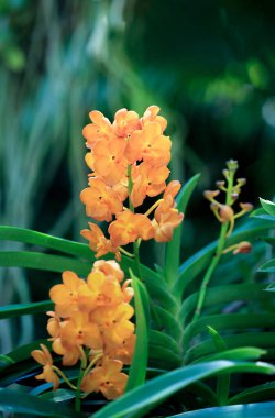 Bir Orkide Çiçeğine Yaklaş Doğanın Güzelliği