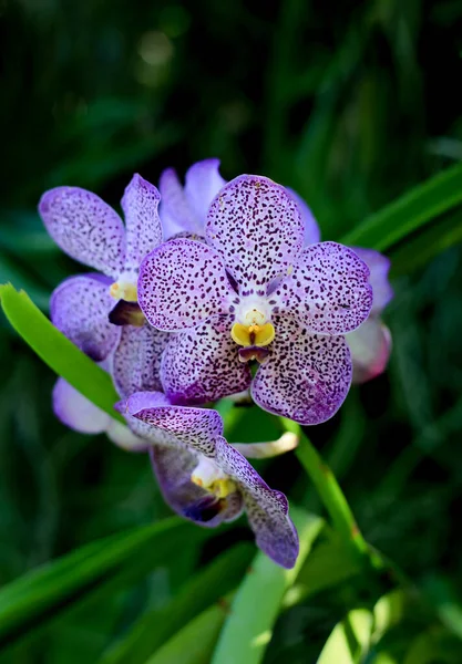Close Orchid Flower Beautiful Nature — Stock Photo, Image