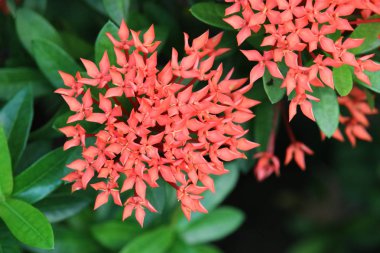 MahS kırmızı çiçekler yaprak yeşil