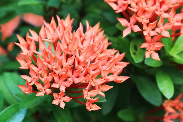 ixora red flowers in green park