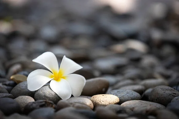 Beautiful white plumeria flower with black or grey spa stones background with soft light of the sun, copy space, spa decoration idea, frangipani flower on zen basalt stones Stock Picture