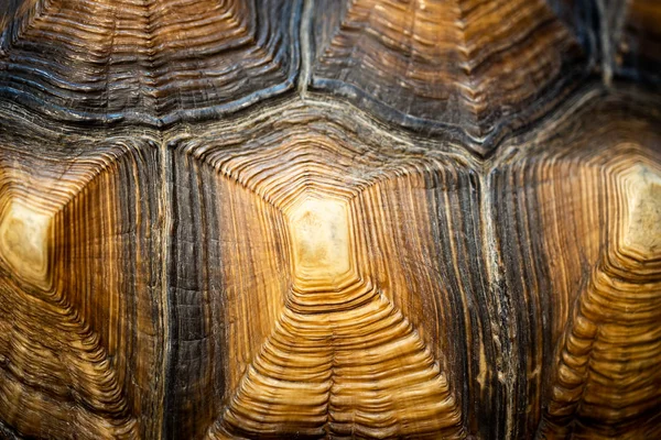 Close up of beautiful texture of turtle carapace, tortoise skin for animal skin, nature abstract background, pattern of turtle back shell, Sulcata tortoise or African apurred tortoise — Stock Photo, Image